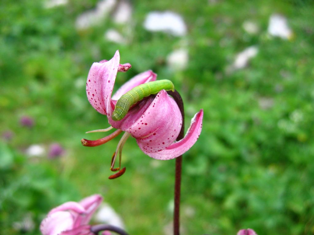 Bruco verde su Lilium martagon